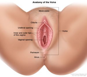 باہر اور vulva لگتا ہے (ذریعہ: ہماری لاشیں خود)